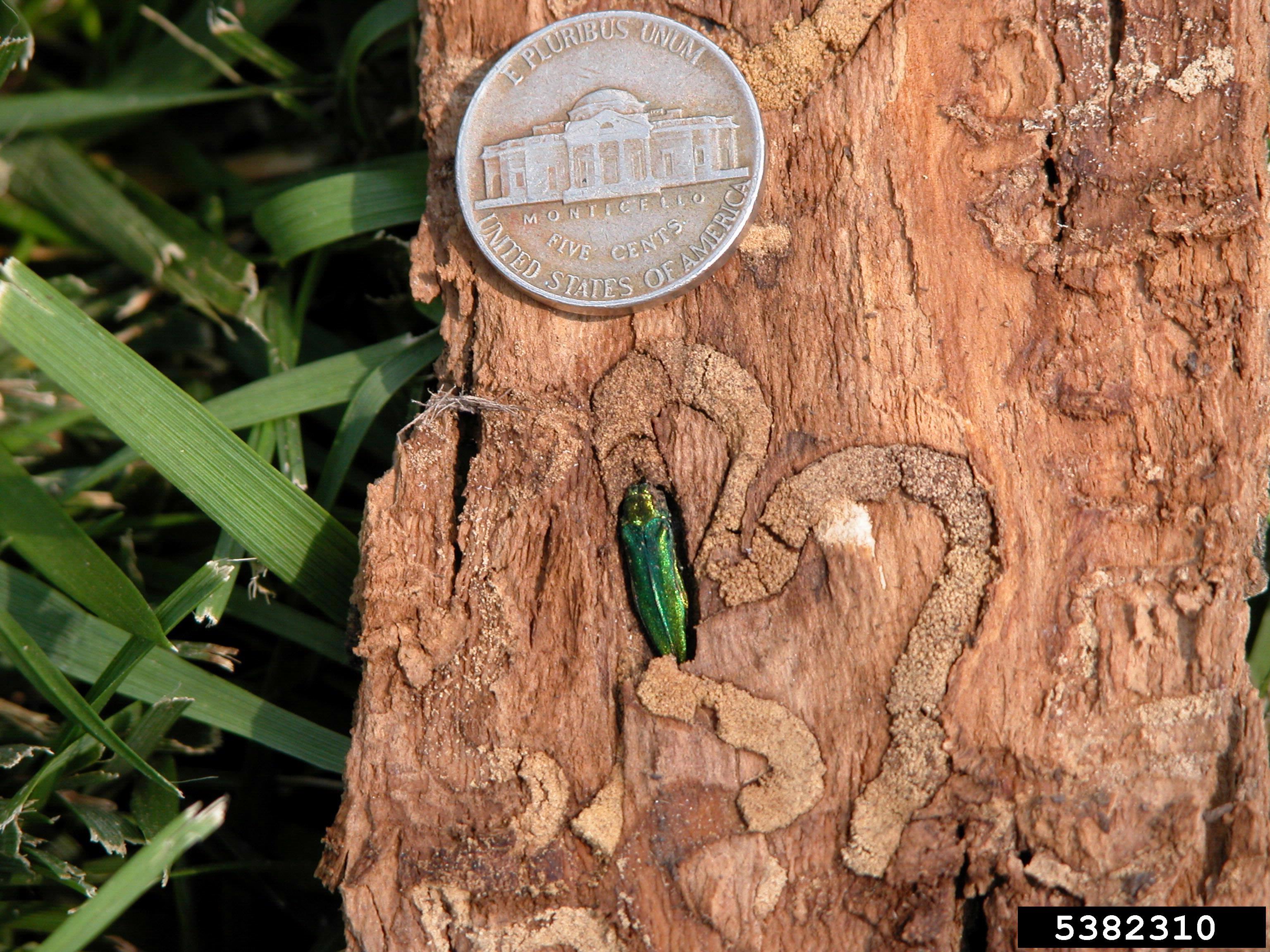 Emerald Ash Borer compared to a penny