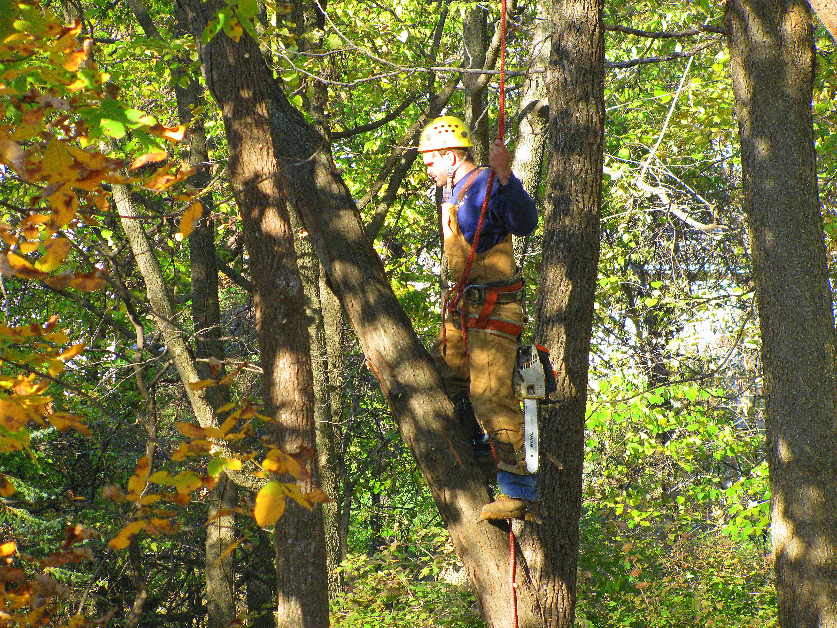 Cartwright Tree Care crew member climbing tree