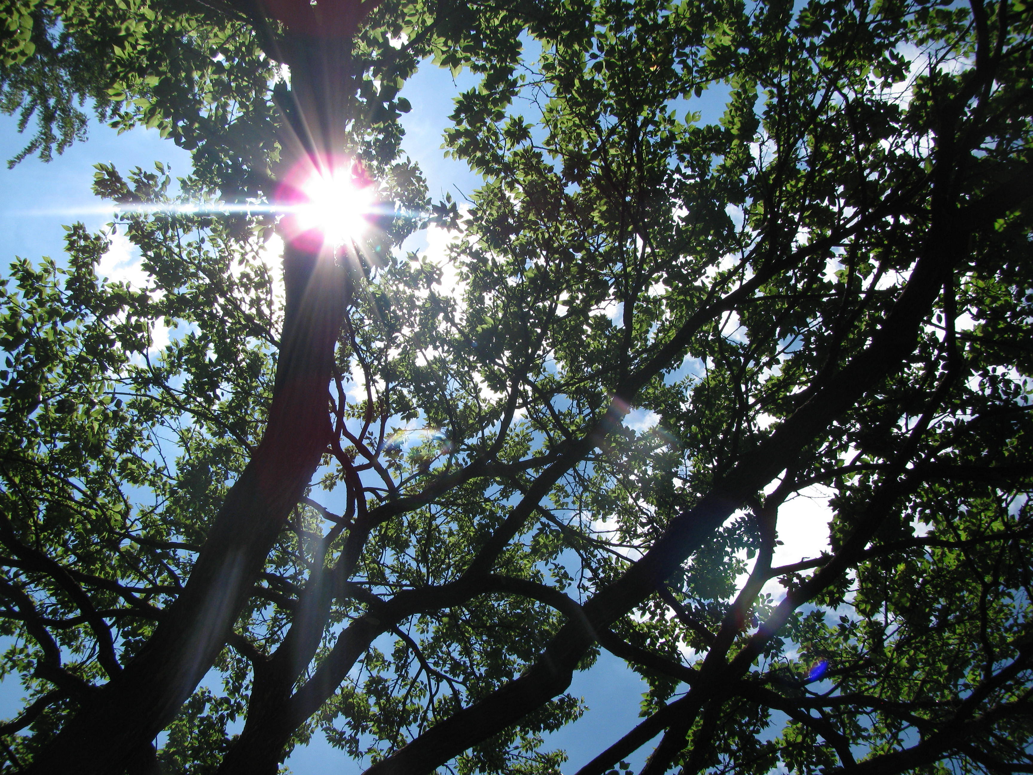 Tree canopy in a North Kansas City, MO park