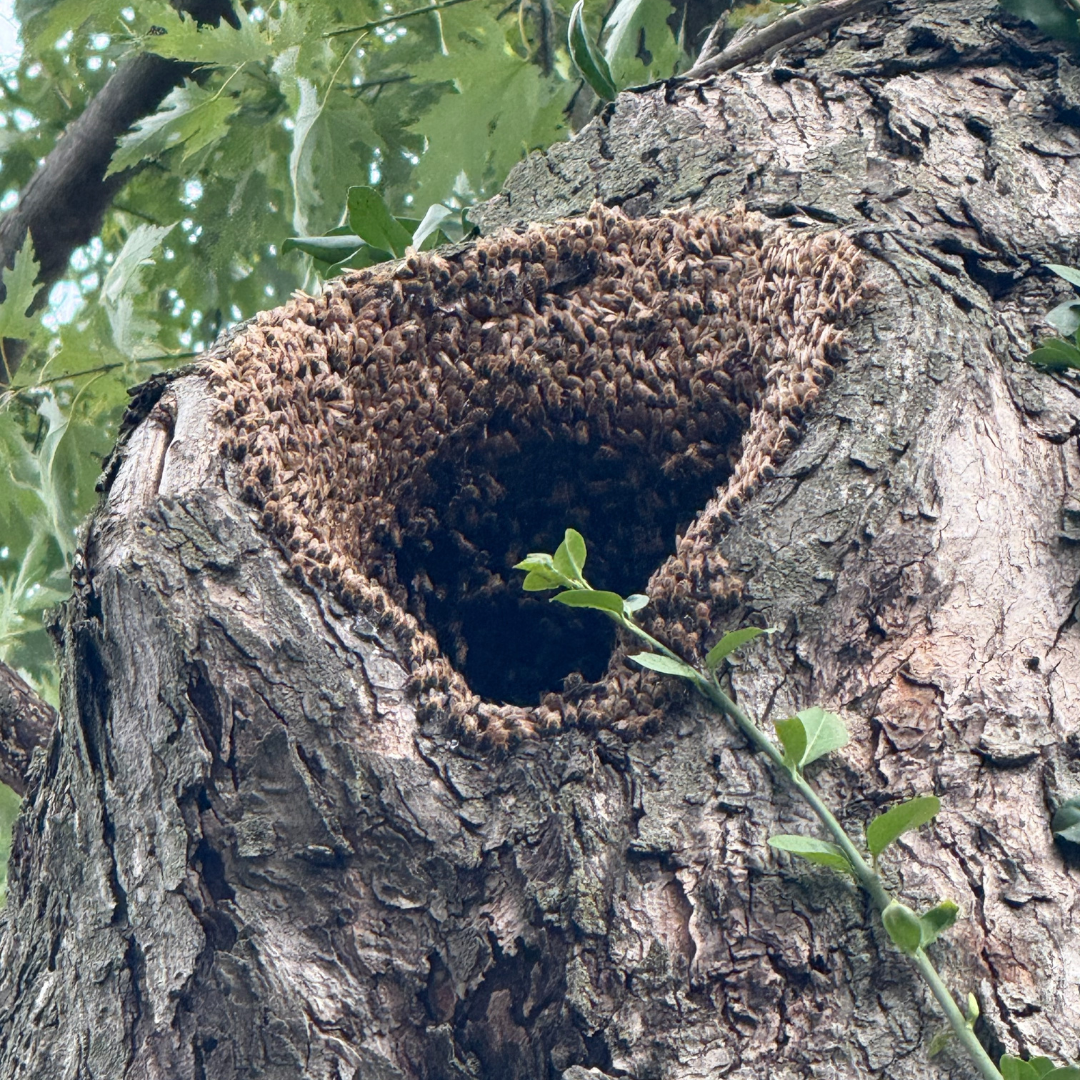 bees in trees 