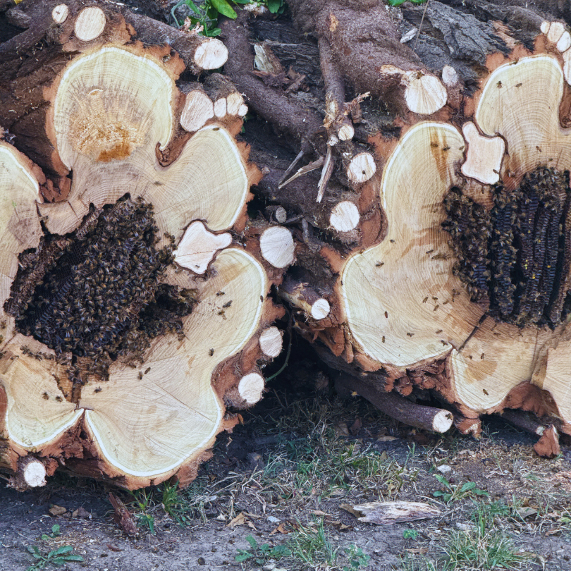 bees in trees being relocated