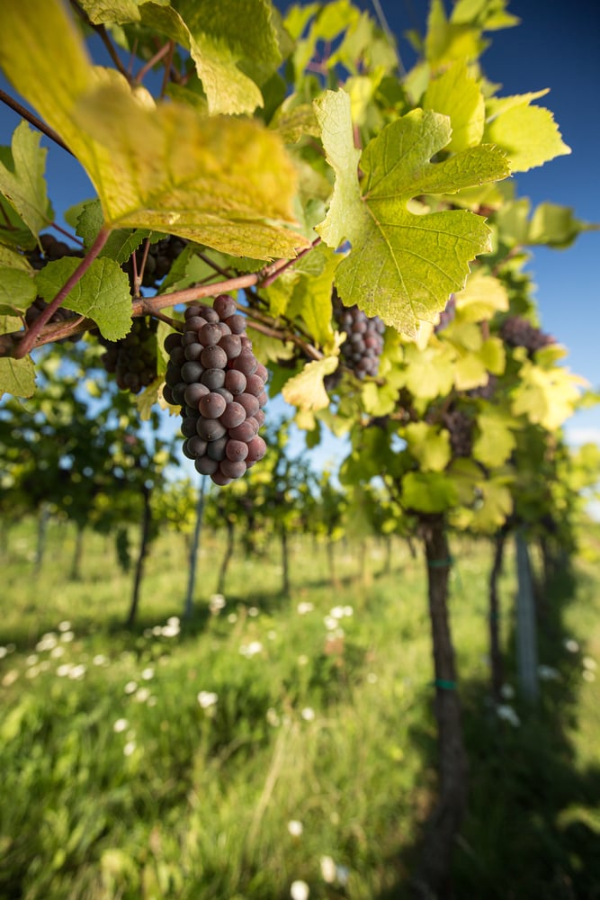 Stonehaus Vineyard & Winery in Lee's Summit, MO