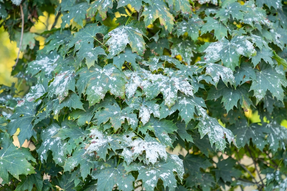tree leaves showing signs of disease 