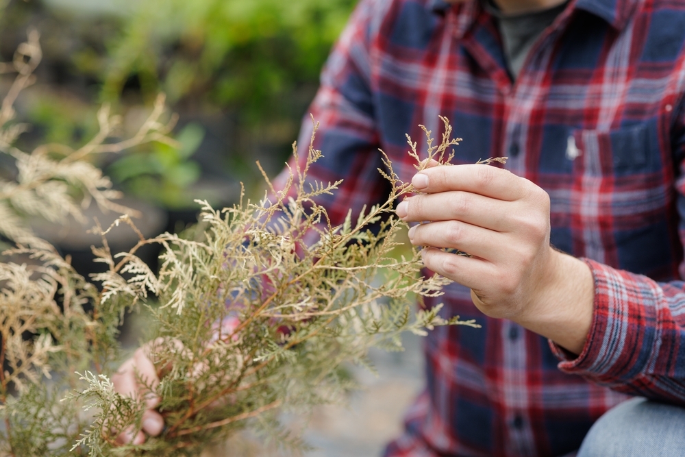 arborist inspecting tree for disease 