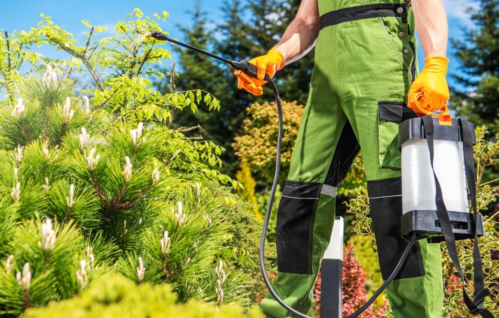 arbor consultant spraying trees for pest control