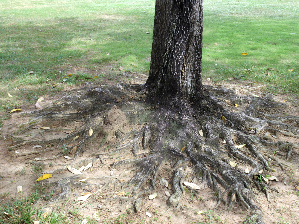 Large tree with exposed root zone